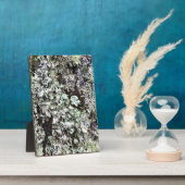 ワシントン州ケープ失望の木に苔 フォトプラーク (側面)