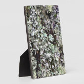 ワシントン州ケープ失望の木に苔 フォトプラーク (側面)