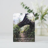 ワシントン州ケープ失望の海岸沿いの森のループ歩道 ポストカード (スタンド正面)