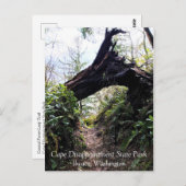 ワシントン州ケープ失望の海岸沿いの森のループ歩道 ポストカード (正面/裏面)