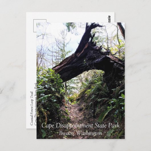 ワシントン州ケープ失望の海岸沿いの森のループ歩道 ポストカード (正面/裏面)