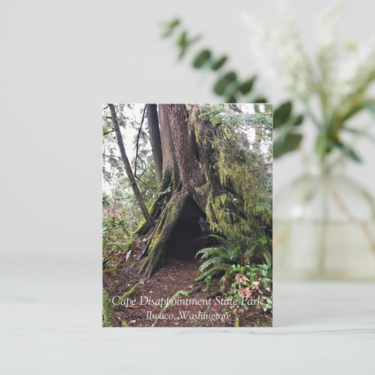 ワシントン州ケープ失望の海岸沿いの森のループ歩道 ポストカード (スタンド正面)