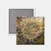 ワシントン州サンフアン島 マグネット (正面/裏面)