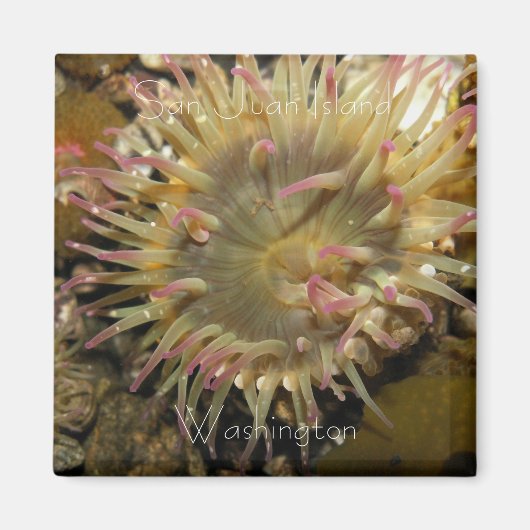 ワシントン州サンフアン島 マグネット (正面)