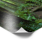 ワシントン州トゥワノ州公園で11X14の古い成長林 フォトプリント            (角)