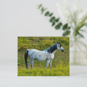 ワシントン州パルーズエリア，コファックス，パルーズエリア ポストカード (スタンド正面)