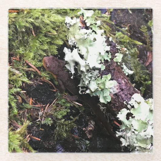 ワシントン州ログに隠れているサラマンダー ガラスコースター (正面)