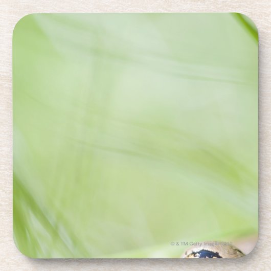 ワシントン州、米国 コースター (正面)