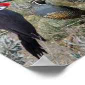 ワシントン東部の裏庭の鳥 ポスター (角)