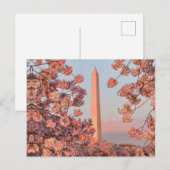 ワシントン記念塔 - 桜 ポストカード (正面/裏面)