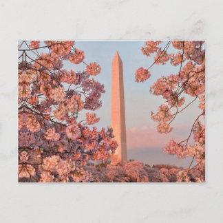 ワシントン記念塔 - 桜 ポストカード