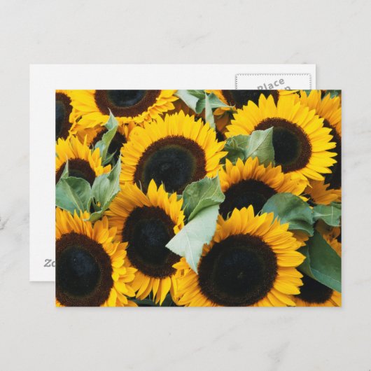 ワシントン、シアトル、ヒマワリが売り場 ポストカード (正面/裏面)