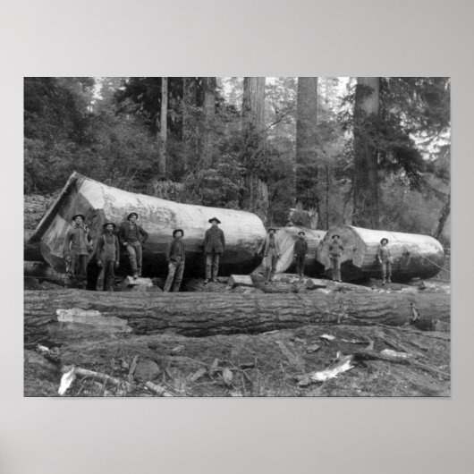 ワシントン・スタットのカスケードにおける蒸気伐採 ポスター (正面)