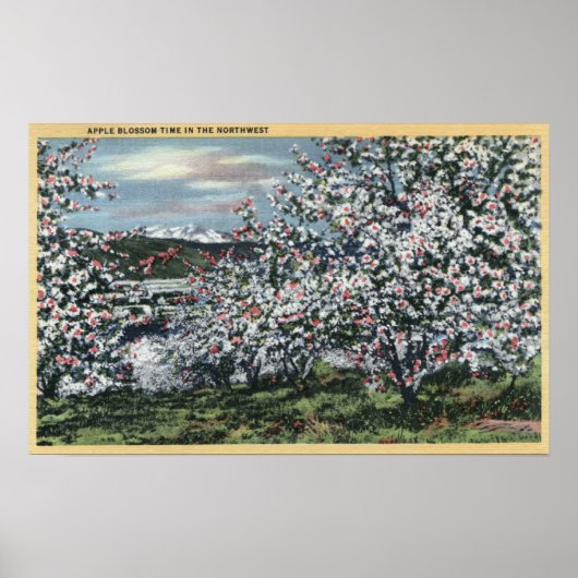 ワシントン – View of Apple Trees in Blossom ポスター (正面)