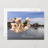 ワシントンD.C.さくらんぼ花葉書 ポストカード (正面/裏面)