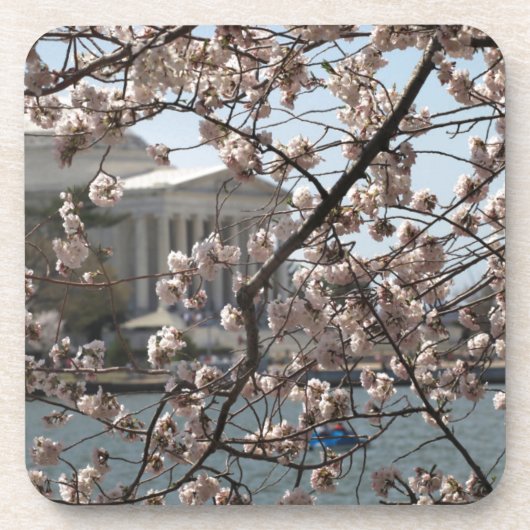 ワシントンD.C.の桜の花 コースター (正面)