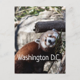 ワシントンD.C.赤パンダと竹 ポストカード