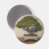 ワシントンD.C. National Arboretumの盆栽 マグネット (正面/裏面)