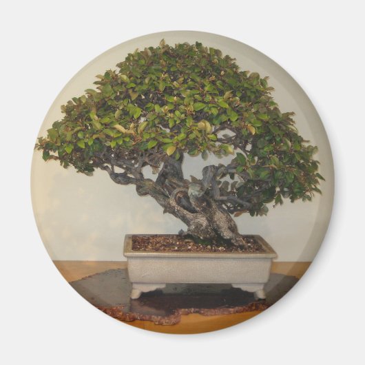 ワシントンD.C. National Arboretumの盆栽 マグネット (正面)