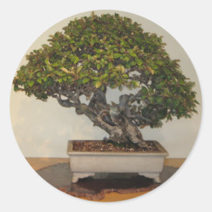 ワシントンD.C. National Arboretumの盆栽 ラウンドシール