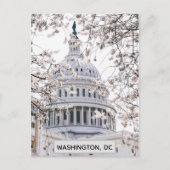 ワシントンDCさくらんぼ花旅行写真 ポストカード (正面)