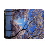 ワシントンDCのさくらんぼの花 マグネット (横)