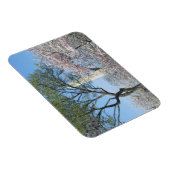 ワシントンDCの桜とワシントンモニュメント マグネット (右側)