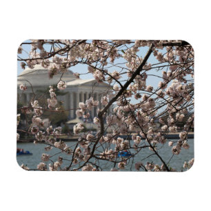 ワシントンDCの桜満開 マグネット