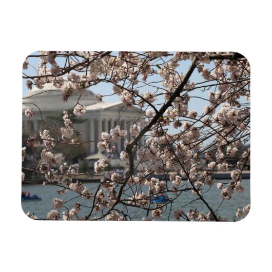 ワシントンDCの桜満開 マグネット (横)