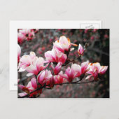 ワシントンDCジョージタウン大学の花 ポストカード (正面/裏面)