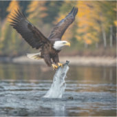ワシ捕獲魚 シール (正面)