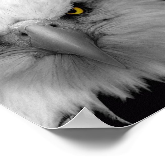 ワシ ポスター (角)