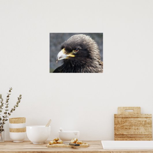 ワシ ポスター (キッチン)