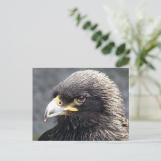 ワシ ポストカード (スタンド正面)