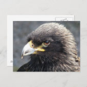 ワシ ポストカード (正面/裏面)