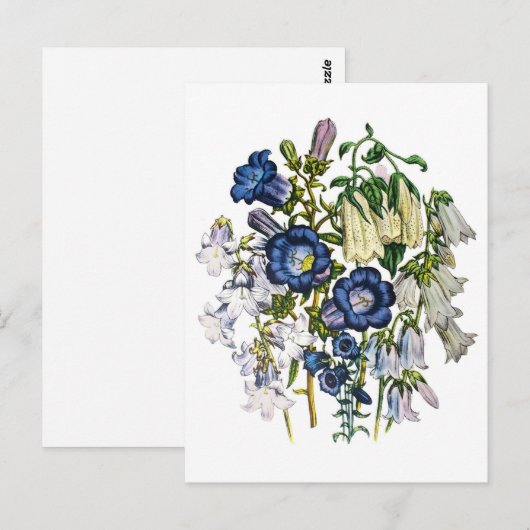 ワスレナグサ ポストカード (正面/裏面)