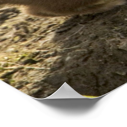 ワゼル短尾 ポスター (角)