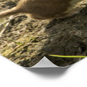 ワゼル短尾 ポスター (角)