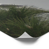 ワタビのポスター ポスター (角)