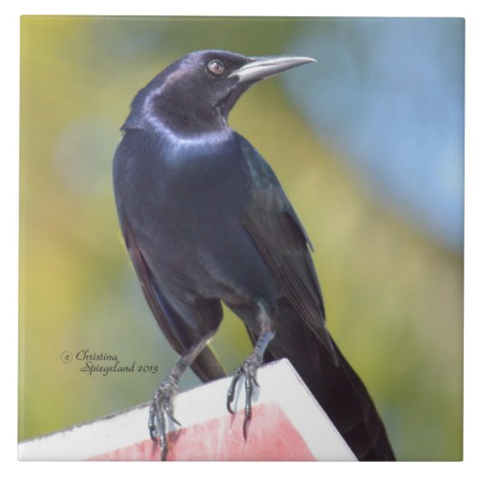 ワタリガラスのカラスクロドリの鳥のタイル タイル (正面)