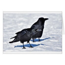 ワタリガラスカード