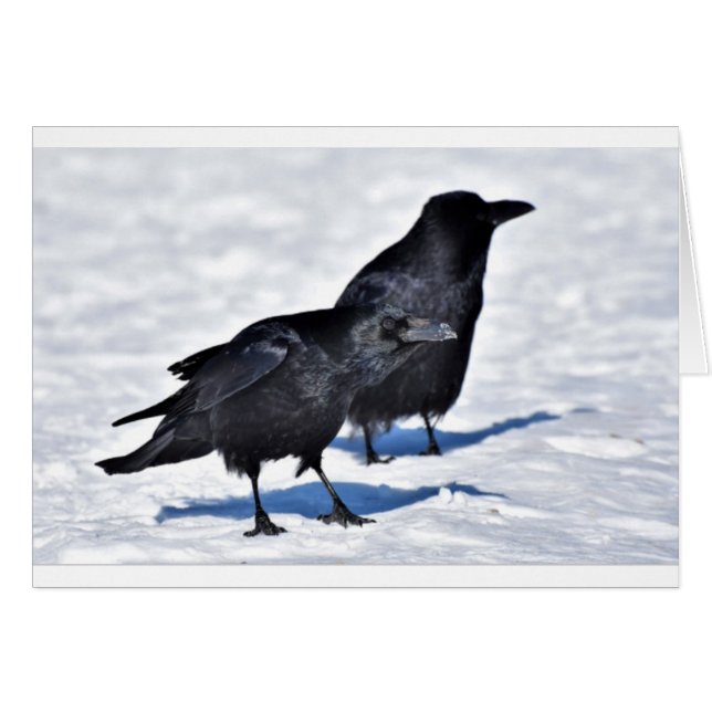 ワタリガラスカード (正面横)