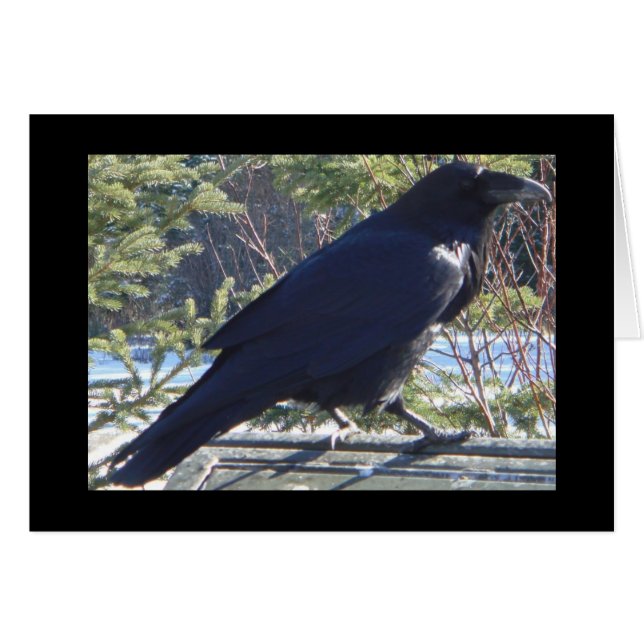 ワタリガラス (正面横)