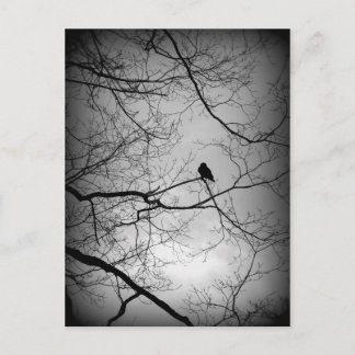 ワタリガラス ポストカード