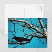 ワタリガラス 鳥 黒 銀の木 青空 写真 ポストカード (正面/裏面)