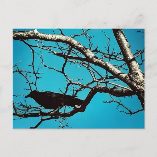 ワタリガラス 鳥 黒 銀の木 青空 写真 ポストカード (正面)