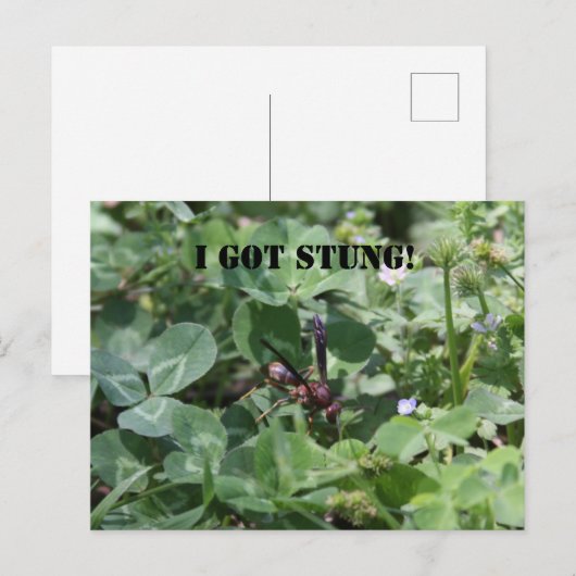 ワップ ポストカード (正面/裏面)