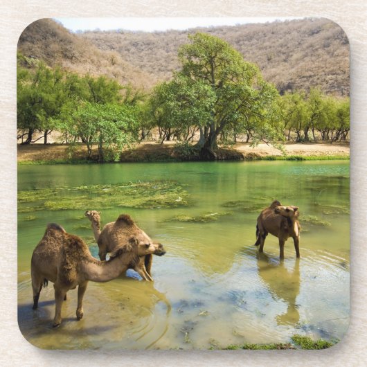 ワディ・ダーバット・オマーン コースター (正面)