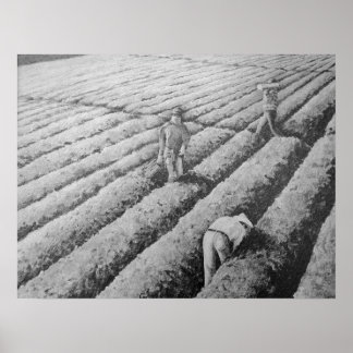 ワトソンビル移民メキシコ労働者 ポスター