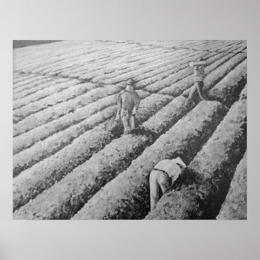 ワトソンビル移民メキシコ労働者 ポスター (正面)